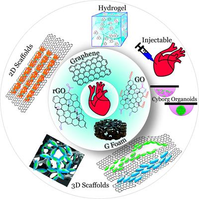 Graphene-Based Scaffolds: Fundamentals and Applications for Cardiovascular Tissue Engineering